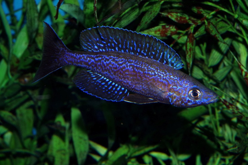 Cyprichromis microlepidotus 'Kilila'